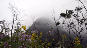 Giữa mùa xuân hoa nở đỏ thắm biên cương