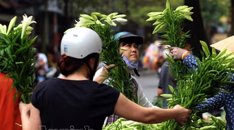 Cảm xúc hoa loa kèn trắng tháng Tư