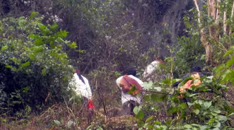 Bắt khẩn cấp 3 đối tượng đưa người vượt biên trái phép