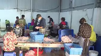 Thu giữ gần 1 tấn chân gà bốc mùi sắp xuất ra thị trường 