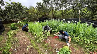 Trồng hơn 2.000 cây thuốc phiện trong vườn nhà