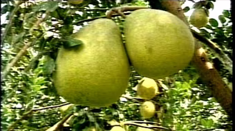 Hàng Việt Nam được quảng bá tại Pháp