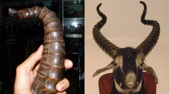 Sự thật quanh chiếc sừng "dinh rắn" trị bách độc
