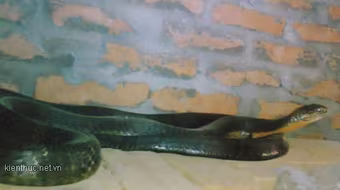 Thực hư chuyện "rắn thần" báo oán ở Sơn La 