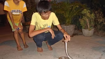 Rắn liên tục bò vào nhà khiến người dân hoang mang