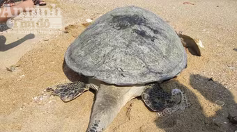 Phát hiện, "cứu hộ" một con vích nặng 50kg mắc lưới