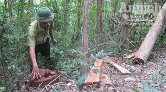 Kiểm lâm bất lực nhìn rừng "chảy máu"