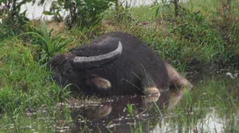 Một người đàn ông bị trâu húc chết sau buổi cày