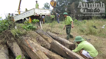 Phát hiện gần 9 m3 gỗ lậu trong Vườn quốc gia Yok Đôn