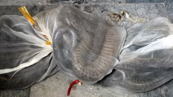 Bắt giữ 160 kg rắn hổ mang chúa trên xe khách