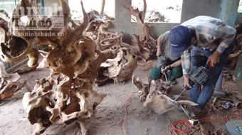 Người dân đổ xô đào núi “săn” gốc xá xị