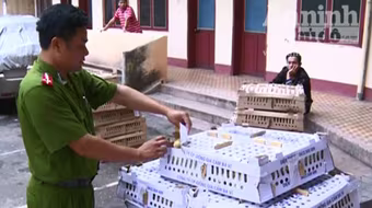 Hai ôtô khách chở lậu hơn 4.500 gà con