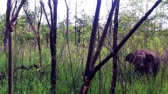 Thả voi bị thương do dính bẫy về với rừng