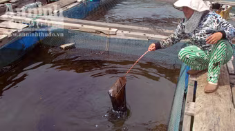 Tràn dầu trên biển Quy Nhơn, hàng chục ngư dân đang điêu đứng
