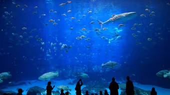 “Thám hiểm” đại dương giữa lòng Hà Nội