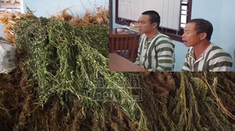 Trồng, mua bán cần sa, bố vợ và con rể rơi vào vòng lao lý