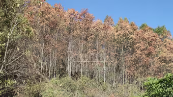 Nắng nóng khủng khiếp nhất 20 năm qua, Phú Yên công bố thiên tai trên toàn tỉnh