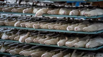 [ẢNH] Tìm thấy biến chủng của virus SARS CoV-2, 17 triệu con chồn đã bị tiêu hủy