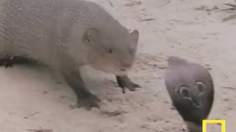 Cuộc chiến sinh tử giữa chồn hôi và rắn hổ mang