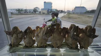 Bé trai 9 tuổi ở Campuchia tử vong vì cúm gia cầm