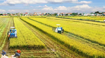 Yêu cầu ngân hàng cung ứng đủ vốn cho sản xuất, xuất khẩu lúa gạo