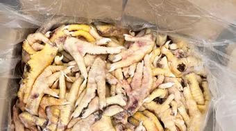 Khởi tố một doanh nghiệp xuất khống 1.400 tấn chân gà đông lạnh để trốn thuế 