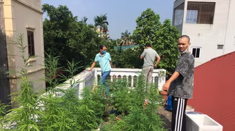 Hà Nội: Nam thanh niên trông hàng chục cây cần sa trên nóc nhà để…ngâm rượu