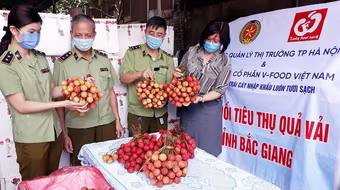Cục Quản lý thị trường Hà Nội đăng ký tiêu thụ 5 tấn vải thiều