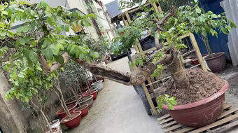 Công an quận Long Biên tìm bị hại vụ mất trộm cây khế