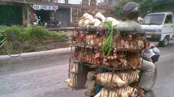 Virus cúm A/H5N1 đã biến đổi nguy hiểm hơn?