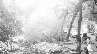 Vườn… rác trong khu đô thị