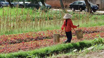 Thu hồi đất, dân sống bấp bênh