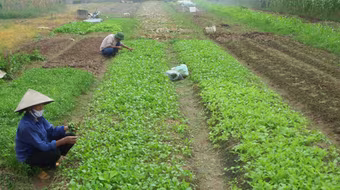 Rau xanh tạm thời tăng giá
