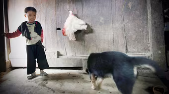 “Thần tài” của người Mông