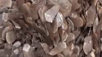 Bắt giữ 1,4 tấn vẩy tê tê