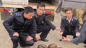 Buôn động vật hoang dã, “bỏ của chạy lấy người”