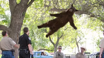 "Thót tim" cảnh tượng gấu "bay" từ trên cây xuống đất