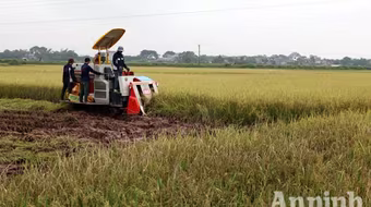 Xem người Hà Nội "cơ giới hóa" trên đồng lúa