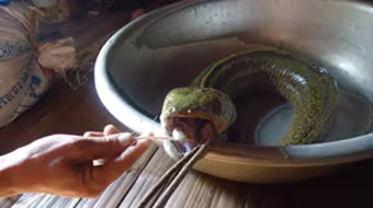 Lạ kỳ cá có đầu rắn, lưỡi, dạ dày heo 