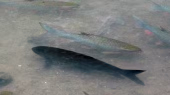 Xuất hiện Cá Chúa ở suối Cá Thần ?