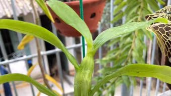 Thuê nhà, nuôi cấy lan thường giả làm lan đột biến để bán tiền tỷ 