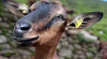 Bị cấm xuất hiện tại các trang trại vì trót "mây mưa" với... dê