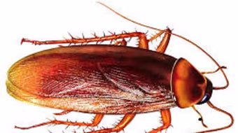 Gián dài 2cm “quậy” trong tai