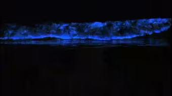 Chiêm ngưỡng sóng biển phát quang màu xanh