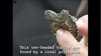 Rùa tí hon hai đầu