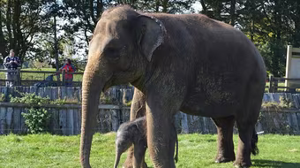 Voi mẹ mang thai 2 năm mới sinh con