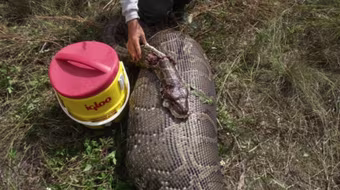 Trăn khổng lồ nuốt chửng một con nai