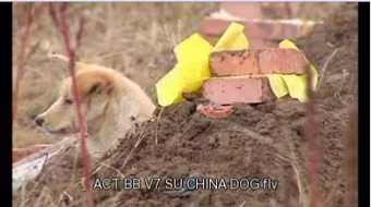 Xúc động vì chú chó trung thành canh mộ chủ