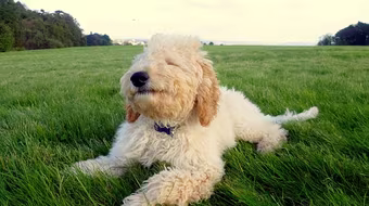 Chú chó luôn nở nụ cười tươi trên khuôn mặt