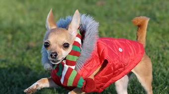 Chú chó ăn mặc thời trang nhất nước Anh